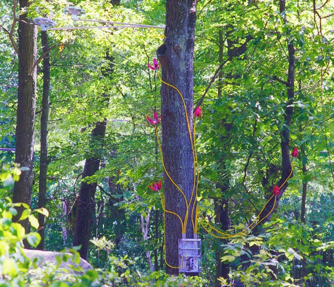 Morning Glories image